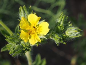 Mochna přímá (Potentilla recta)