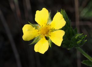 Mochna přímá (Potentilla recta)