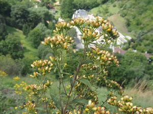 Oman hnidák (Inula conyzae)