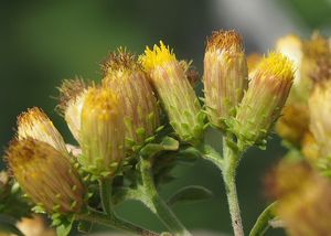 Oman hnidák (Inula conyzae)