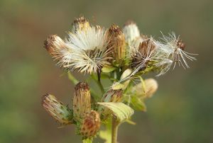 Oman hnidák (Inula conyzae)