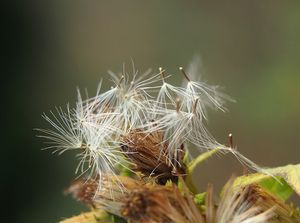 Oman hnidák (Inula conyzae)