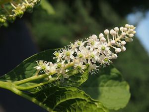 Líčidlo jedlé (Phytolacca esculenta)