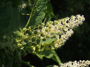 Líčidlo jedlé (Phytolacca esculenta)