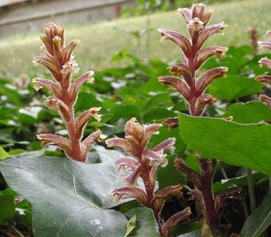 Záraza břečťanová (Orobanche hederae)