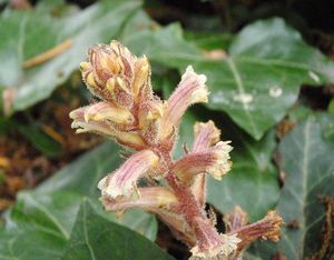 Záraza břečťanová (Orobanche hederae)