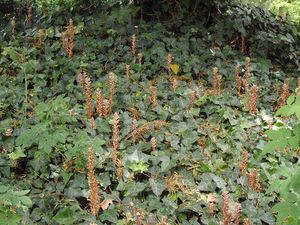 Záraza břečťanová (Orobanche hederae)