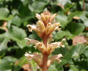 Záraza břečťanová (Orobanche hederae)