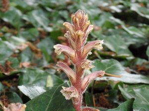 Záraza břečťanová (Orobanche hederae)