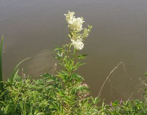 Tužebník jilmový (Filipendula ulmaria)