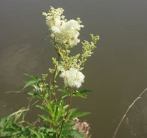 Tužebník jilmový (Filipendula ulmaria)