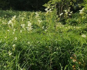 Tužebník jilmový (Filipendula ulmaria)