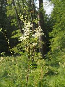 Tužebník jilmový (Filipendula ulmaria)