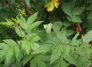 Tužebník jilmový (Filipendula ulmaria)