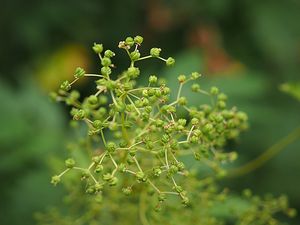 Tužebník jilmový (Filipendula ulmaria)