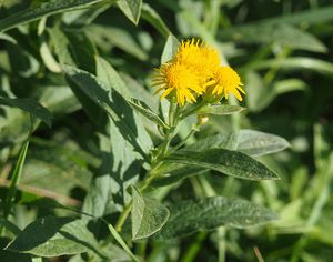 Oman německý (Inula germanica)