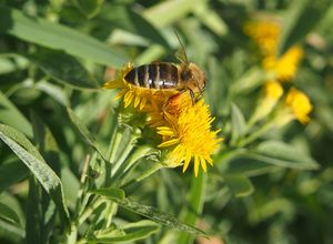 Oman německý (Inula germanica)