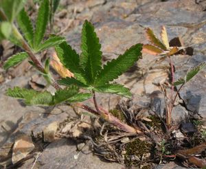 Mochna přímá (Potentilla recta)