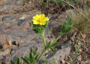 Mochna přímá (Potentilla recta)