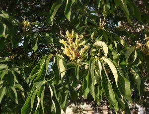 Jírovec  žlutý (Aesculus octandra)