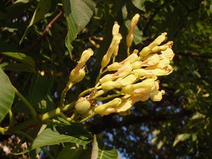 Jírovec  žlutý (Aesculus octandra)