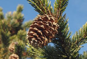 Borovice osinatá (Pinus aristata)