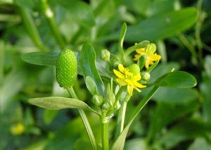 Pryskyřník lítý (Ranunculus sceleratus L.)