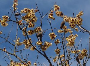 Zimnokvět časný (Chimonanthus praecox)