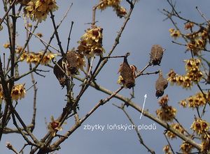 Zimnokvět časný (Chimonanthus praecox)