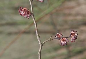 Jilm habrolistý (Ulmus minor)