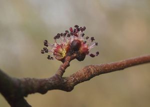 Jilm habrolistý (Ulmus minor)