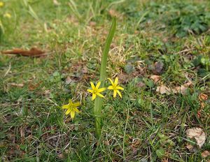 Křivatec žlutý (Gagea lutea)