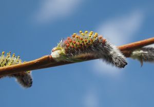 Vrba nachová (Salix purpurea)