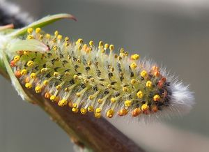 Vrba nachová (Salix purpurea)