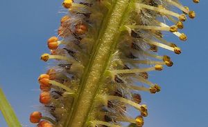 Vrba nachová (Salix purpurea)