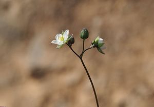 kolenec Morisonův (Spergula morisonii)