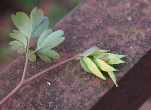 Dymnivka nízká (Corydalis pumila)