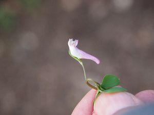 Dymnivka nízká (Corydalis pumila)