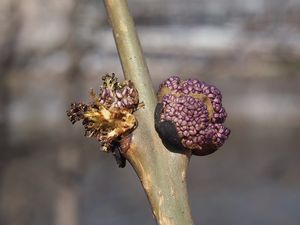 Jasan ztepilý (Fraxinus excelsior)