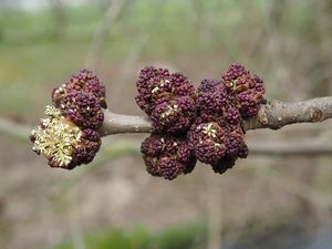 Jasan ztepilý (Fraxinus excelsior)