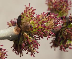 Jasan ztepilý (Fraxinus excelsior)