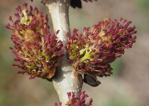 Jasan ztepilý (Fraxinus excelsior)