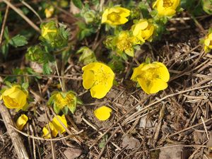 Mochna jarní (Potentilla tabernaemontani)