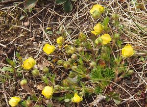 Mochna jarní (Potentilla tabernaemontani)