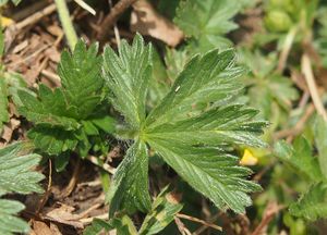 Mochna jarní (Potentilla tabernaemontani)