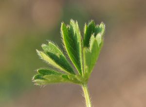 Mochna jarní (Potentilla tabernaemontani)