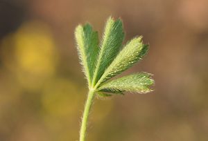 Mochna jarní (Potentilla tabernaemontani)