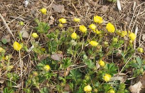 Mochna jarní (Potentilla tabernaemontani)