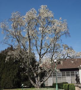 Šácholan japonský (Magnolia kobus)