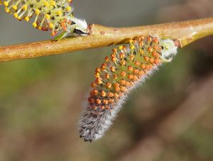 Vrba nachová (Salix purpurea)